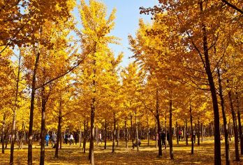 穿越秦汉·帝王陵墓探秘线/汉阳陵+袁家村+乾陵/包车一日游【10小时VIP小团服务，可定制行程（包含多日定制）】