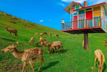 郴州仰天湖包车一日游｜可选中文、英文导游 ｜暑假遛娃带父母T【南方最美高山草原露营地】