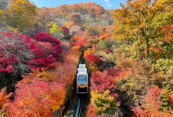 韩国赏枫限定 | 和谈林 一日游 | 首尔出发　【沉浸在和谈林的红红的枫叶美景中悠闲地漫步在花园的小径上，欣赏鲜艳的色彩和芬芳的花朵】