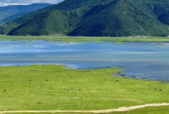 香格里拉+无底湖纯玩一日游【徒步彩色湖泊+苔藓森林】【[精华景点]无底湖--高原彩色湖泊，苔藓森林，打卡无忧树】