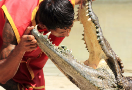 普吉岛鳄鱼农场公园｜表演合影喂食【预订流程：付款下单－邮箱发送确认单(请出发前提前两小时下单）】