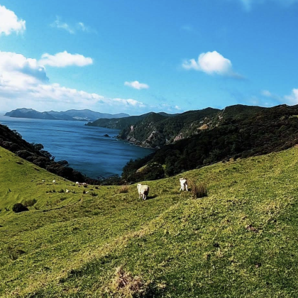 新西兰奥克兰-汉密尔顿-霍比特村可定制【中文专车-惬意舒适】