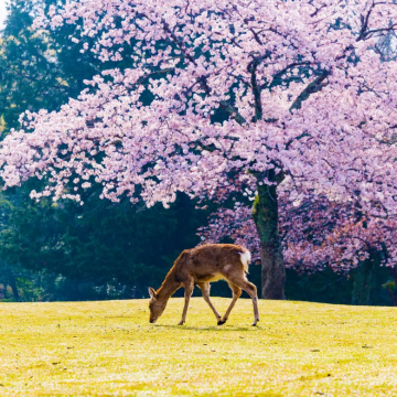 樱花季9人小团·大阪京都奈良一日游丨佐保川赏樱+可选酒店接送