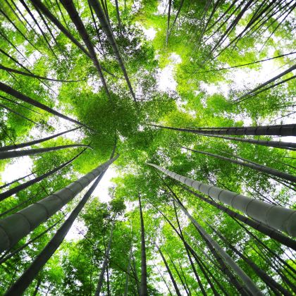 自贡往返：蜀南竹海一日游 中/英多语种导游｜包车｜行程定制