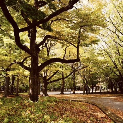 日本札幌：景点可调|中文包车|可定制