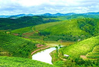 西双版纳大渡岗万亩茶园一日游【采茶体验+火塘烤茶+普洱茶餐】【[精致小团]6人内小团出游，不奔波不赶路，睡醒出发；】