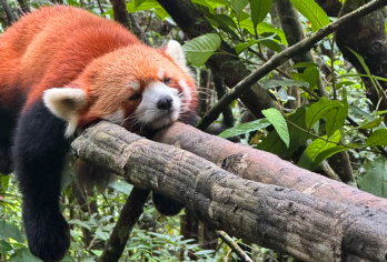 普洱太阳河森林公园+那柯里茶马驿站一日游【市区酒店上门接送】【[精致小团]小团出游，不奔波不赶路，睡醒出发】