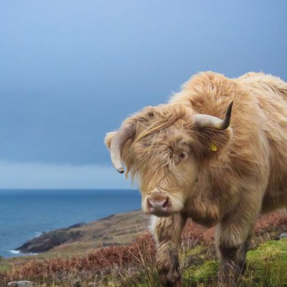 英国爱丁堡出发格伦菲南高架桥+格伦科峡谷+洛蒙德湖包车一日游