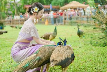 【2-15人轻奢小团】西双版纳野象谷原始森林一日游纯玩不进店【[服务升级]专属司机多年安全零事故，24小时管家客服服务】