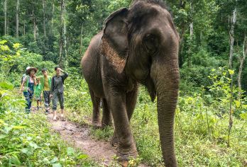 野象谷一日游【品质纯玩景区直通车专线/亲子优速通免排队入园】【[我们的产品]自营景区专线直通车、车乘车上讲解服务、直接到达野象谷景区南门停车场，更适合自由行的朋友】