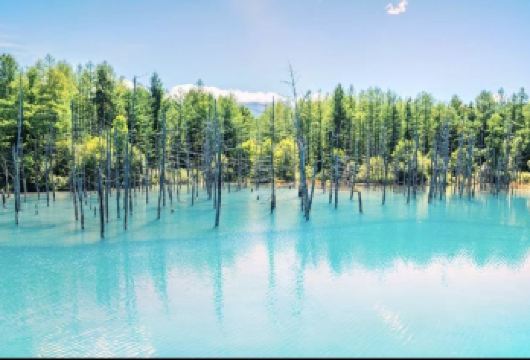 日本旭山动物园+美瑛町青池+白须瀑布+森林精灵阳台一日游【青池亲子一日游+中文司导+独立包车+行程灵活】