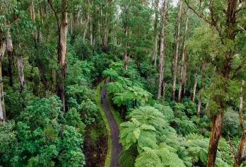 墨尔本沃伯顿甜甜圈森林+亚拉河谷酒庄一日游【上门接送+午餐】【雅拉河谷酒庄｜品味当地红白酒，感受酿酒文化与葡萄园之美】