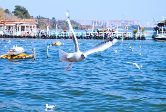 昆明石林风景区+滇池喂海鸥包车一日游 三环内接送-纯玩无购物【品牌服务·景区随意组合·行程专属定制·师傅兼向导·体验式休闲游】