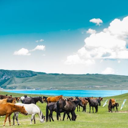 张掖山丹军马场（皇家马场）一日游【唯美出片/大自然奇观】