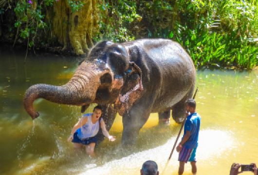 探索更多朗普拉邦大象保护体验和光西瀑布【喂大象，并观看它们在河里洗澡 探索老挝***的瀑布 短途丛林小径】