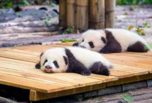 【成都起止三环内上门接】三星堆+熊猫基地跟团纯玩一日游【[品质座驾]可自费升级2+1保姆车，一排3座更宽敞，座椅斜躺135°更舒适】