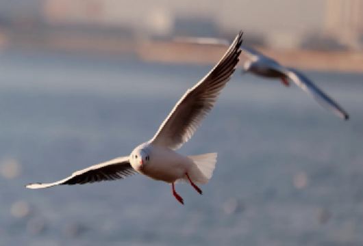 天津老码头看海鸥+东疆亲海公园+滨海图书馆 一日游∣私家团【私家团、包车游、无购物、无自费、不推销、不拼团、不拼车！】