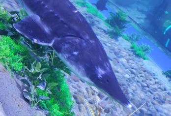 抚远黑瞎子岛+东极广场+三江自然生态馆一日游（含门票）【一岛两国 --黑瞎子岛；迎进祖国第一缕阳光，送走第一缕落日；东方第一哨；三江自然生态馆尽显三江之美】