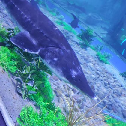 抚远黑瞎子岛+东极广场+三江自然生态馆一日游（含门票）