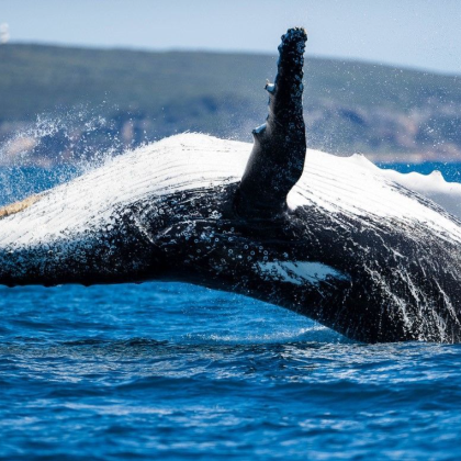 西澳大利亚 奥古斯塔卢因角/立文角出海观鲸 