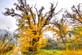 京门铁路遗址公园+大觉寺一日游【广化寺古银杏-西山古道徒步】【[千年银杏]广化寺遗址古银杏】