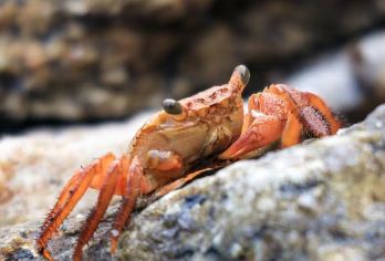 中国福建厦门小嶝岛+五缘湾游海帆船出海一日游【海岛 赶海】【含1正餐 专业导游 景点门票 旅行保险】
