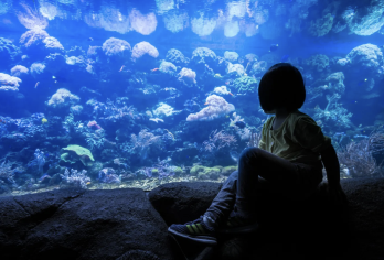 青岛一日包车游 极地海洋+海底世界+金沙滩+中国院子+摩天轮【亲子海洋探索一日游】