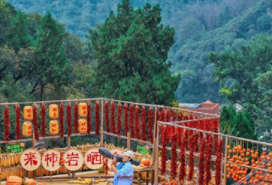 【临沂出发】淄博红叶柿岩、踏雪寻梅季一日游【秋风循山色而至，向柿岩泼洒斑斓，从五彩缤纷、层林尽染，到万叶飘丹、漫山红遍。十月中旬，红叶柿岩万亩】