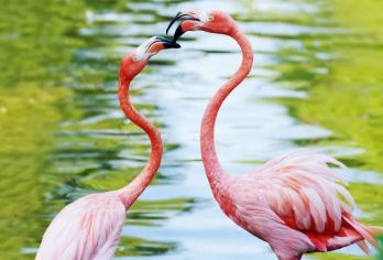 【北京野生动物园】独立专享成团&多种语言沟通&无需拼车【提供多种语言沟通服务，方便不同国籍的游客与工作人员交流】