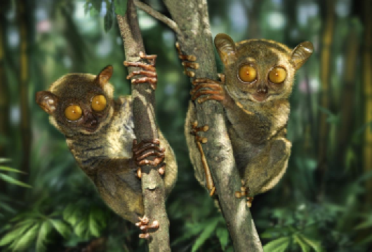 菲律宾薄荷岛罗博河 巧克力山 眼镜猴【陆地游拼团--英文】【薄荷岛陆地游拼团[途经景点:巧克力山、大眼镜猴保护区、罗博河游船音乐自助午餐、人造树林、蝴蝶蟒蛇园]】