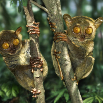 菲律宾薄荷岛罗博河 巧克力山 眼镜猴【陆地游拼团--英文】