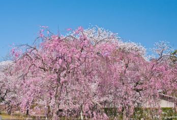 日本京都二条城+金阁寺+南禅寺+禅林寺一日游【秋季赏枫地|中文司机|专车接送|时间自由|行程可调|可定制行程】