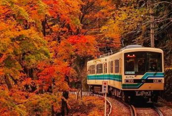 日本京都-贵船神社-三千院-岚山巍峨野小火车/红叶巡礼红叶季【专业行程定制，精选热门景点，高效游玩不走回头路，贴心服务保障，轻松】
