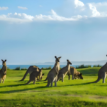 网红线路！南澳袋鼠岛 1 日游（中文团）中文司导 畅游无忧