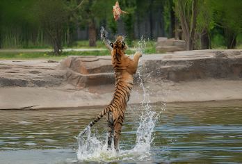 伪满皇宫+长影旧址+东北虎园一日活动【6人/私家团◆上门接送】【根据发展历史安排路线，由远而近，纵观长春发展，在游的过程中了解一座城市】