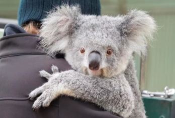 悉尼一日游|蓝山+动物园 (含门票)【专业优质中文司机兼导游服务】