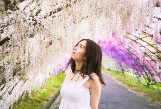 河内紫藤园&门司港复古风情&北九州奥特莱斯购物【福冈出发】【限定期间！紫藤花隧道盛开，呈现出浅紫色、白色和粉红色的渐变色调，弥漫著令人舒缓的香气】