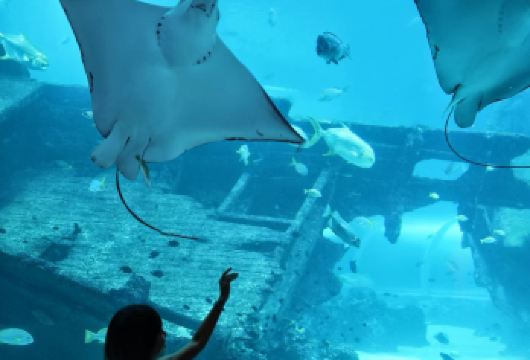 新加坡-科学中心-亚洲雨林探险园-观光巴士【市区上门接送】【专属线上管家服务+当地华人司机，给您专业的服务保障】