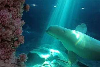 杭州+长乔极地海洋公园一日游/导游/中文/英文/俄语/ F【全程中文/英文/俄语/多种小语种服务，专业讲解，沟通无障碍，景点可调。】