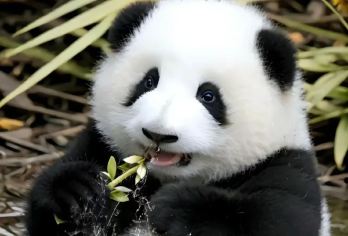 广汉三星堆博物馆+成都大熊猫繁育研究基地1日包车游【景点您定:根据您的个人需求，我们精心为您提供个性化服务内容公司团建，亲子游，研学团等 司机兼向导(非】