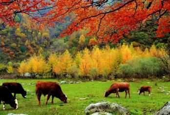 紫柏山国家森林公园+张良庙+情人谷【包车游1日游 上门接送】【包车独立发车，按照人数选择车型，价格指的是一辆车的价格，独立包车不拼团】