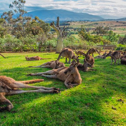 澳大利亚波诺朗野生动物园+里士满+威灵顿山+霍巴特一日游