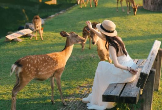 日本京都奈良邂逅萌鹿一日游|上门接送可选|可选9人精品小团【精选景点，全天候深度体验，游览京都、奈良，清水寺怀古之旅，漫步祗园，与艺伎擦肩而过。】