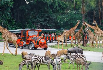 广州长隆野生动物世界+长隆国际大马戏一日游【1、[一日两园套票]广州长隆动物世界+大马戏套票]】