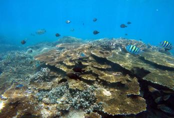 【万宁加井岛摩托艇香蕉船出海】or【海边冲浪+教练教学】【套餐A：摩托艇或激情香蕉船到达加井岛海域浮潜，浮潜专业教练陪同跟拍，多拍多送】