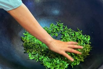 半日赏叶与赏景：沉浸式茶之旅【漫步于云雾缭绕的茶梯田，饱览壮丽的景色。体验萎凋、揉捻和干燥茶叶的过程。享受芳香四溢的品茶环节。 升级到茶道工作坊！采摘茶叶后，学习优雅的冲泡技巧，制作专属于您的茶具。 在喀斯特峰峦环绕的翠绿梯田上亲手采摘茶叶。学习传统的茶叶加工方法，品尝当地特色茶饮。】