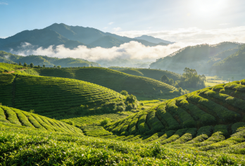 博罗万亩茶园-百年古榄园-徐田古村-东江粮仓文创街区【体验原生态田园与古村韵味，呼吸茶香】