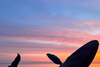 【6人团】烟台深度养马岛小车环岛+烟台山+孤独的鲸一日游【精致小团 无任何自费 无购物 海滨沙滩】