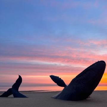 【6人团】烟台深度养马岛小车环岛+烟台山+孤独的鲸一日游