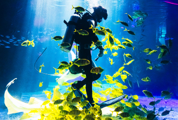 常州中华恐龙园＋常州海昌海洋探索馆【常州市内】【睡醒出发，说走就走的旅行，真正的无购物无隐形消费，包含用车、可加订专业导游，让您的旅途更精彩！】